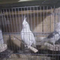 عروس هلندی آلبینو فروش و معاوضه|پرنده|کرج, خرمدشت|دیوار