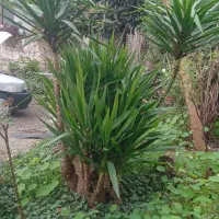 فروش گل یوگا|گل و گیاه طبیعی|لیسار, |دیوار