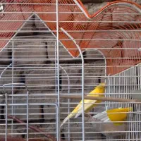 قناری لیمویی زیبا