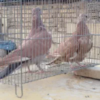 کبوتر دمگیر|پرنده|اصفهان, باتون|دیوار