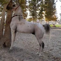 اسب|اسب و تجهیزات اسب‌سواری|اصفهان, بوستان ناژوان|دیوار