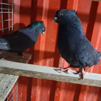 کبوتر زاغ کاکلی