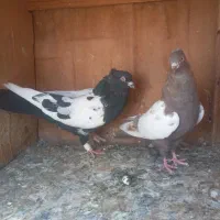 کبوتر سینه ای نروماده جفتن خریدار زنگ بزن|پرنده|تهران, نعمت‌آباد|دیوار