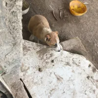 توله سگ دو رگه نگهبان
