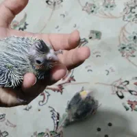 جوجه عروس هلندی ۲۰ روزه|پرنده|تهران, شهرک شریعتی|دیوار