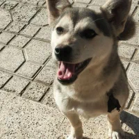 واگذاری سگ|سگ|نیشابور, فضل|دیوار