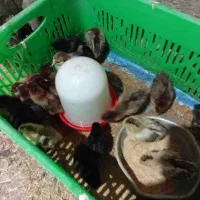 ۱۰۰ هزار تومن دونه ای