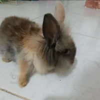 فروش انواع خرگوش لوپ و ساده