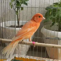 قناری نر پرتقالی خوش رنگ جوان بخون بشرط