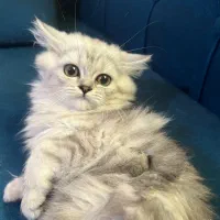 گربه ماده نژاد قوی پرشین چین چیلا