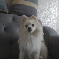 سگ پامر|سگ|قزوین, |دیوار