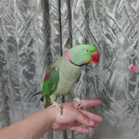 شاه طوطی نر