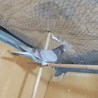 کفتر نر|پرنده|ساوه, |دیوار