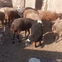 میش داشتی و زاییده