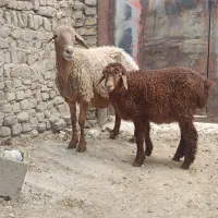 میش بره دار با بره‌ی نر