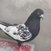 کبوتر سینه
