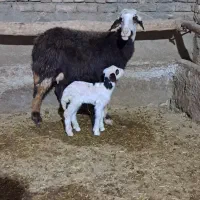 میش وبره-گوسفند