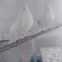 با سلام دوعدد کبوتر جوجه خودم بودند تازه با لق|پرنده|فلاورجان, |دیوار