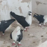 کربلایی مخمل سیاه|پرنده|علامرودشت, |دیوار