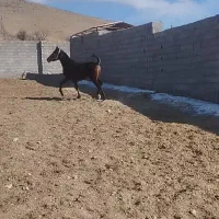 کره مادیان
