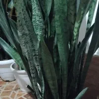 ۷۰۰|گل و گیاه طبیعی|تالش, هشتپر|دیوار