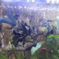 فروش ماهی گوپی|ماهی|کرمان, |دیوار