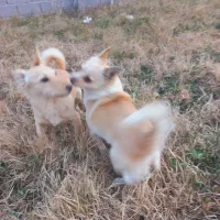 باسلام چهار قلاده پاکوتاه سگ|سگ|ارومیه, |دیوار