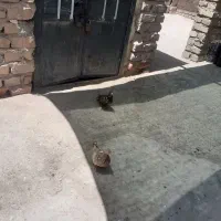 کبوتر فروشی