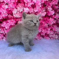 بریتیش (اسکاتیش) رنگ کم یاب لیلاک|گربه|قائم‌شهر, |دیوار