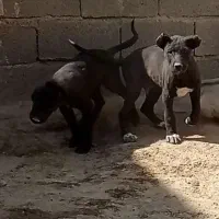 توله سگ|سگ|نسیم‌شهر, |دیوار