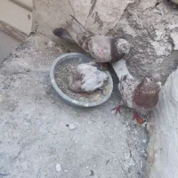 کفتر سرور|پرنده|قرچک, محمد آباد|دیوار