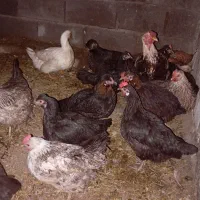 فروش فوری غاز و مرغ