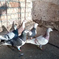 5تانر زده خوردی