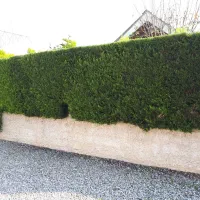 خدمات باغبانی و گل کاری باغبان