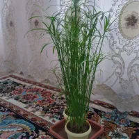 نخل مرداب ،جوانه