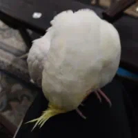 عروس هلندی لوتینو دستی|پرنده|نجفآباد, یزدانشهر|دیوار