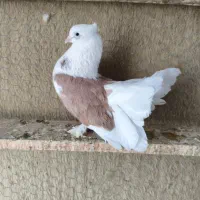 دم چتری