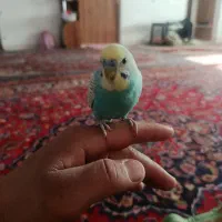 مرغ عشق شش ماهشه|پرنده|ساوه, |دیوار