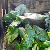 گل بابا ادم|گل و گیاه طبیعی|آستانه اشرفیه, |دیوار