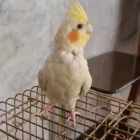عروس هلندی گم شده