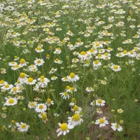اجاره-بلندمدت-5-ساله-زمین-کشاورزی-بوشکان-چنیر