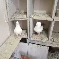 دم زرد|پرنده|هشتگرد, فاز ۷ مهستان|دیوار