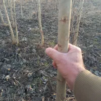 نهال صنوبر درجه یک با قیمت مناسب|خدمات باغبانی و درختکاری|میاندوآب, |دیوار