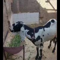 بز اصل پنجاپ آبستن ۳ ماه|حیوانات مزرعه|ایرانشهر, |دیوار