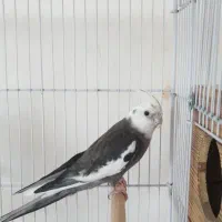 عروس هلندی نر|پرنده|لامرد, |دیوار