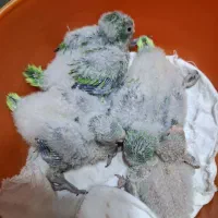جوجه راهب سرلاکی