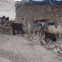 بز کهره دار