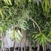 نهال انبه|گل و گیاه طبیعی|قصرقند, |دیوار