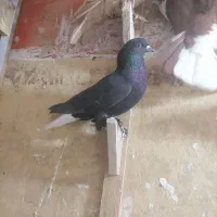 ماده زاغ دمسفید|پرنده|کرمان, |دیوار