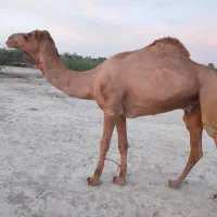 شتر|حیوانات مزرعه|میناب, |دیوار